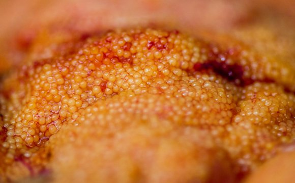 Lake herring roe at the