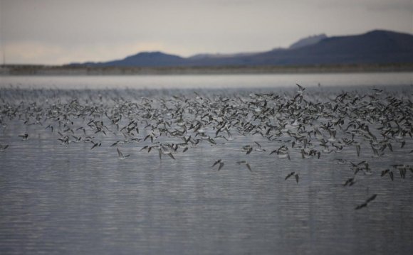 Red-necked Phalaropes stage