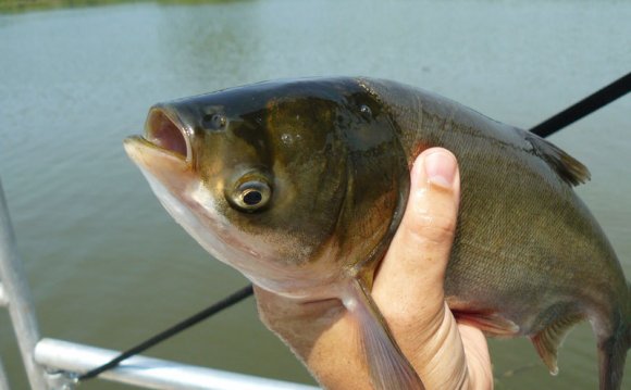Silver Carp