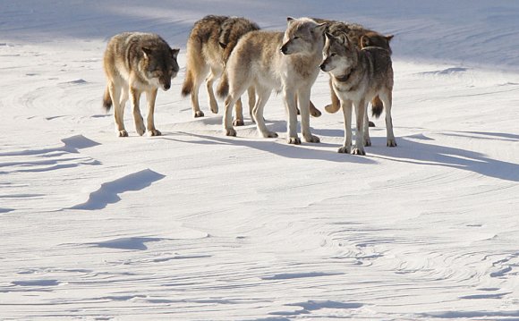 Pair of wolves cross to Isle