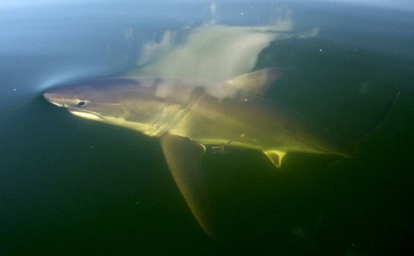 CHILLING: The two-metre shark