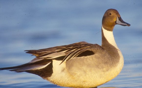 Northern Pintail - Great Salt