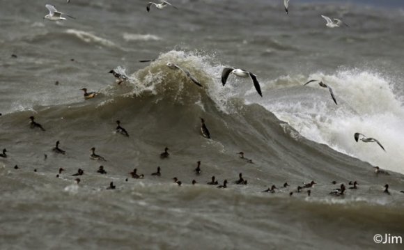 Red Breasted Mergansers