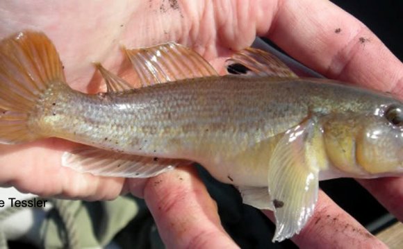 Round Goby