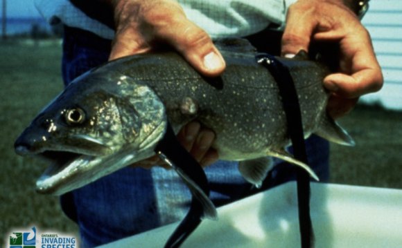 Sea_lamprey-on-lake-trout