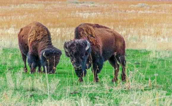 ANTELOPE ISLAND WILDLIFE