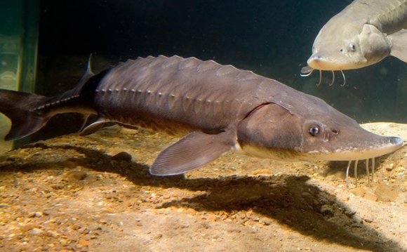 A two-metre lake sturgeon