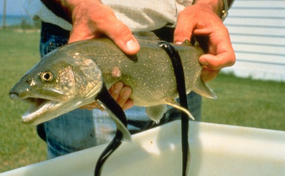 Sea Lamprey