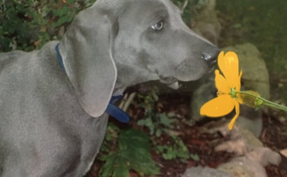 Great Lakes Weim Rescue