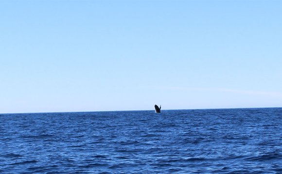 Whale Watching | North Shore