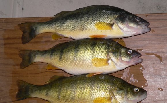 Yellow perch lake erie 44