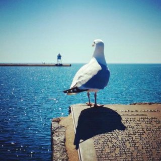 A seagull enjoying the view of the harbor