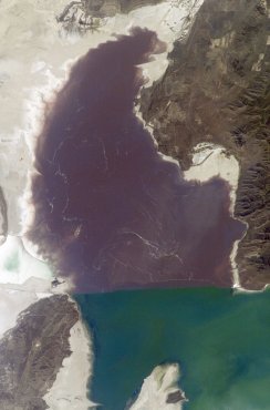 Algae in Great Salt Lake