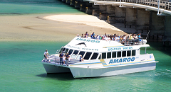 Amaroo Dolphin and Whale Watch Cruise