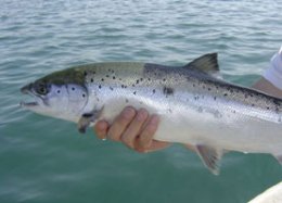 Atlantic Salmon