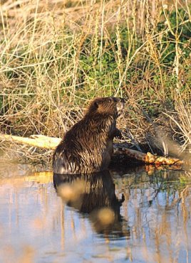 beaver