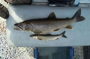 Bigandsmalltrout Small