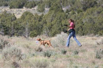 Bizzy, Vizsla, Tracking dog test, loved by Judy Campbell