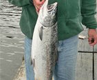 coho salmon