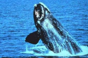 Could whale watching on the Great Lakes be the next big thing? (NOAA photo)