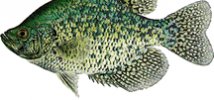 Crappie Crappie
