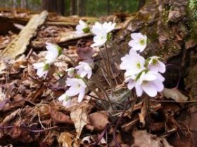 Crawford Lake, Ontario