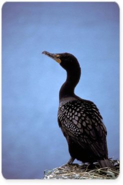 Double-crested Cormorant