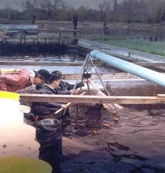 Figure 1. Measuring growth of chinook in the AuSable River acclimation raceways.