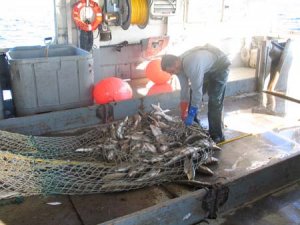 Fish in net on a boats deck