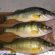 Yellow perch Lake Erie