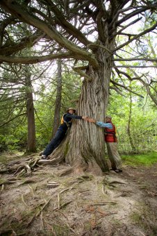 Giant Cedar Tree on Basswood Lake