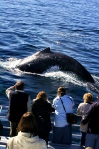 Great Lakes Whale Watching (provided photo)