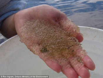 'Jellification': A researcher holds up a scoop of the jello-like scum produced by a type of plankton which has multiplied rapidly thanks to industrial processes