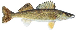 lake-erie-charter-walleye-crop