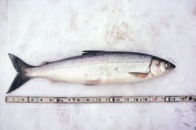 Lake herring