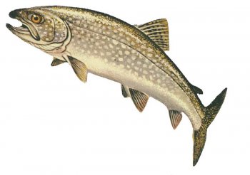 Lake Trout. Image source