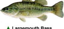 Largemouth Bass Largemouth Bass