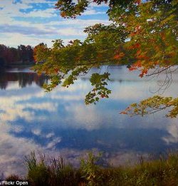 Once-pristine: The jello-like layer is covering lakes in Canada. Pictured is a body of water in Muskoka