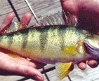 Perch