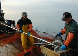 Photo of trapnets being emptied