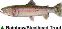Rainbow/Steelhead Trout Rainbow/Steelhead Trout