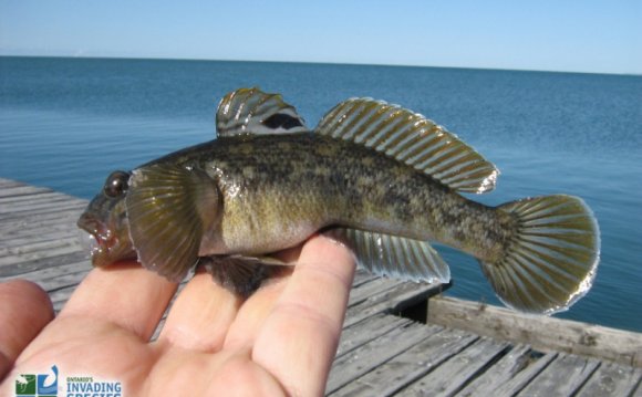 Lake Ontario fish species