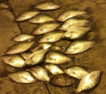 Slab crappies after dark