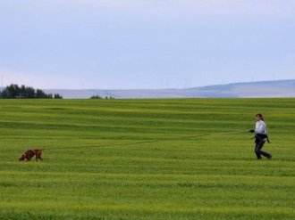 Szari,  Vizsla,  Tracking Dog test,  loved by Judy Campbell