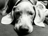 Great Lakes Weimaraner Rescue