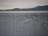 Great Salt Lake Audubon