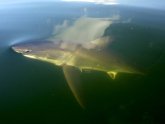 Great white in Lake Macquarie