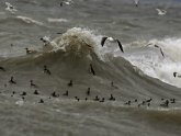 Lake Erie duck hunting