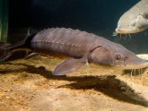 Lake Ontario Sturgeon