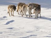 Lake Superior Animals